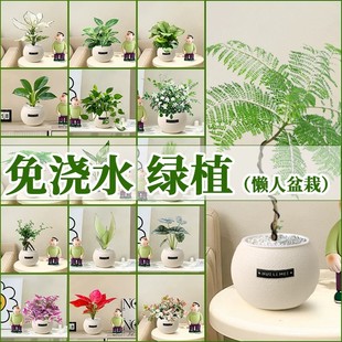 花耀飞绿植室内小盆栽桌面易活四季懒人养的花植物幼儿园