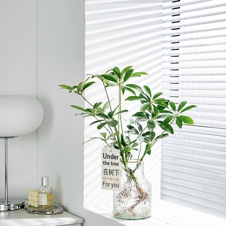 水培植物八方来财鸭脚木