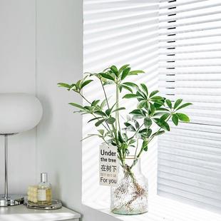 鸭脚木水培植物七叶莲水养绿植发财树八方来财办公室客厅室内桌面