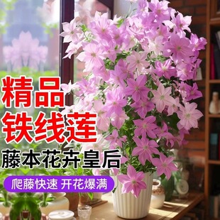 乌托邦铁线莲重瓣小苗三类爬藤植物室内鲜花花卉绿植盆栽