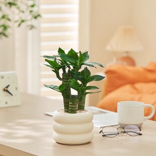 富贵竹步步高升室内绿植办公室桌面好养小盆栽植物净化空气文昌竹