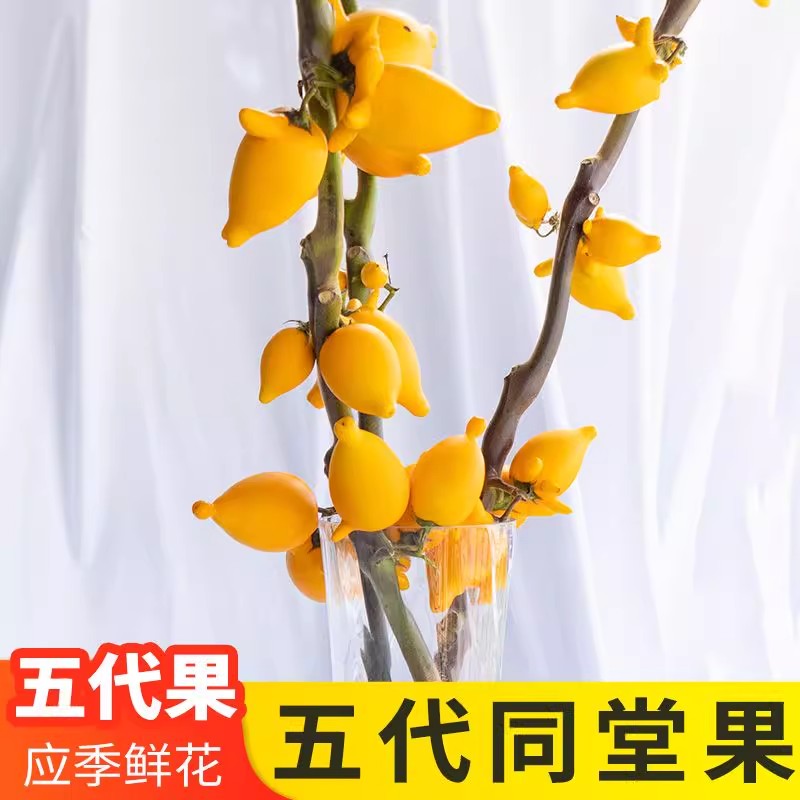 五代同堂黄金果鲜花云南基地直发
