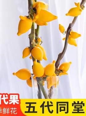 五代同堂黄金果鲜花云南基地直发福禄果鲜切花五指茄插花乳茄果子