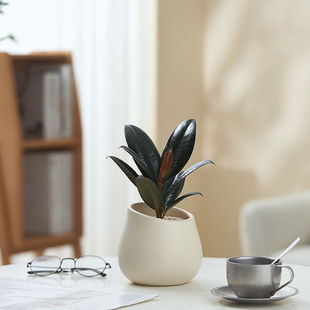 绿植黑金刚橡皮树盆栽室内四季好养易活橡胶树植物净化空气