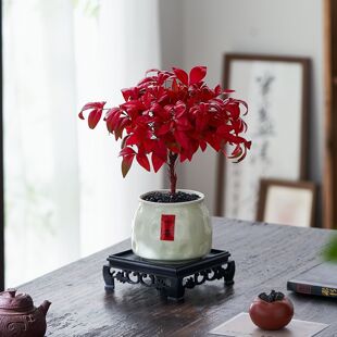 火焰南天竹耐寒红叶绿植年宵花客厅桌面禅意盆景净化空气观叶植物