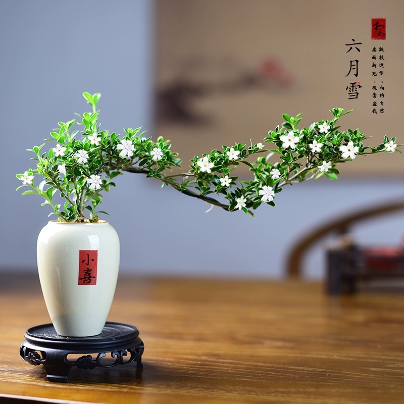 好养易活精品造型悬崖六月雪盆栽