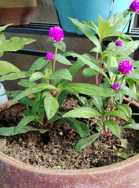 花期长千日红花苗小苗耐高温暴晒百日红好养阳台白色盆栽火球花卉