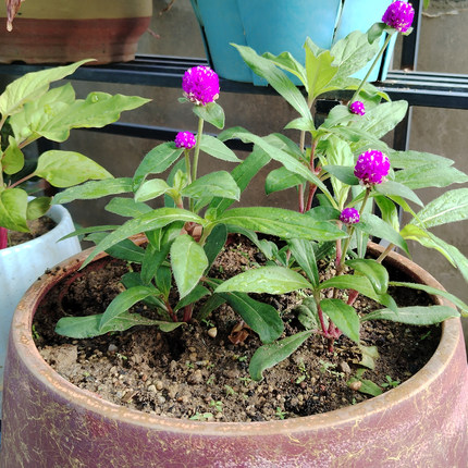 花期长千日红花苗小苗耐高温暴晒百日红好养阳台白色盆栽火球花卉
