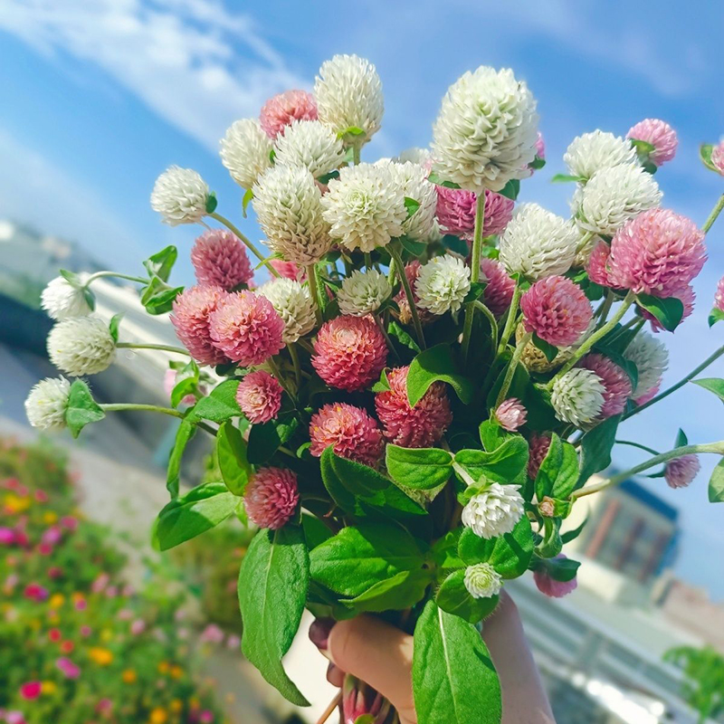 花期长千日红花苗紫色多年生阳台花卉易种活日日红小苗草本植物