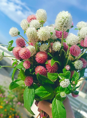 花期长千日红花苗紫色多年生阳台花卉易种活日日红小苗草本植物