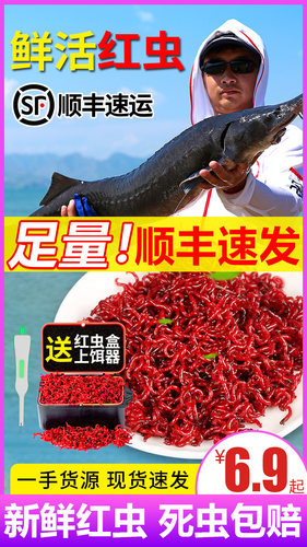鲜活红虫特大号公虫活体活饵喂鱼饵拉饵鲫鱼野钓饵料钓鱼蚯蚓鱼饵