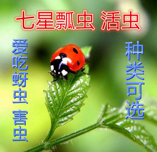 七星瓢虫活体多星瓢虫卵活体幼虫专吃蚜虫等花草害虫料宠物包活发