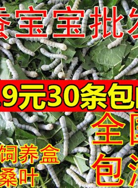 蚕宝宝 一龄二龄三龄四龄活蚕宝宝新鲜桑叶蚕卵蚕子 学生养蚕套餐