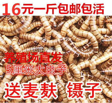 大麦虫 净重 包邮 大麦虫活体超级面包虫黄粉虫 包存活率