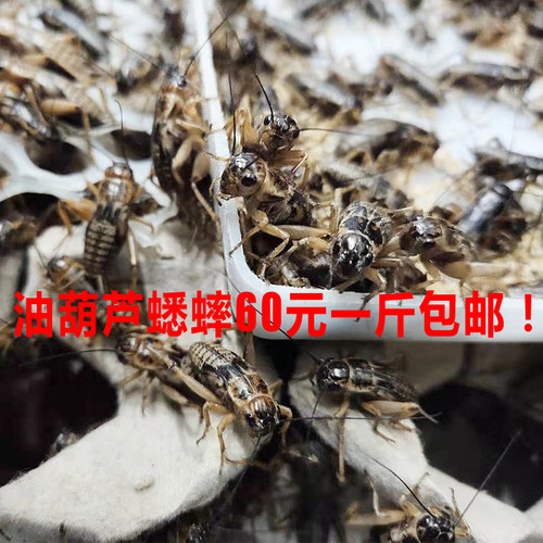 油葫芦蟋蟀黑蛐蛐画眉鸟食爬虫宠物蜥蝎守宫龙鱼乌龟活体饲料
