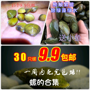 溪流山坑螺贝壳溪蚬小河蚌净水除藻吃粪螺原生螺鱼缸吃垃圾螺