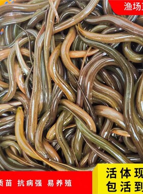 渔场直供黄鳝鱼鱼苗本地淡水养殖鱼苗活体冷水高成活易养鳝鱼包活