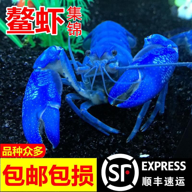 顺丰包邮观赏虾鳌虾活体大型宠物天空蓝魔龙纹水族淡水蓝色小龙虾