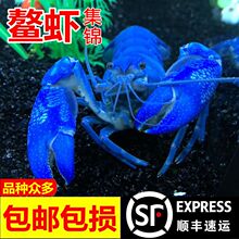 顺丰包邮观赏虾鳌虾活体大型宠物天空蓝魔龙纹水族淡水蓝色小龙虾