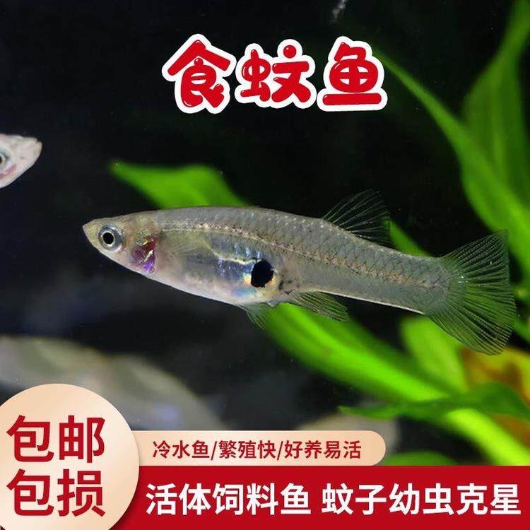 食蚊鱼大肚鱼繁殖麦穗鱼冷水淡水宠物喂乌龟饲料鱼吃蚊子幼虫鱼苗