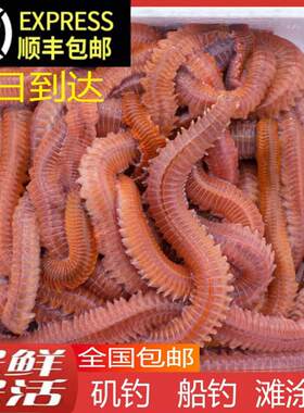 海钓王青虫活沙蚕鲈鱼蚂蝗蜈蚣