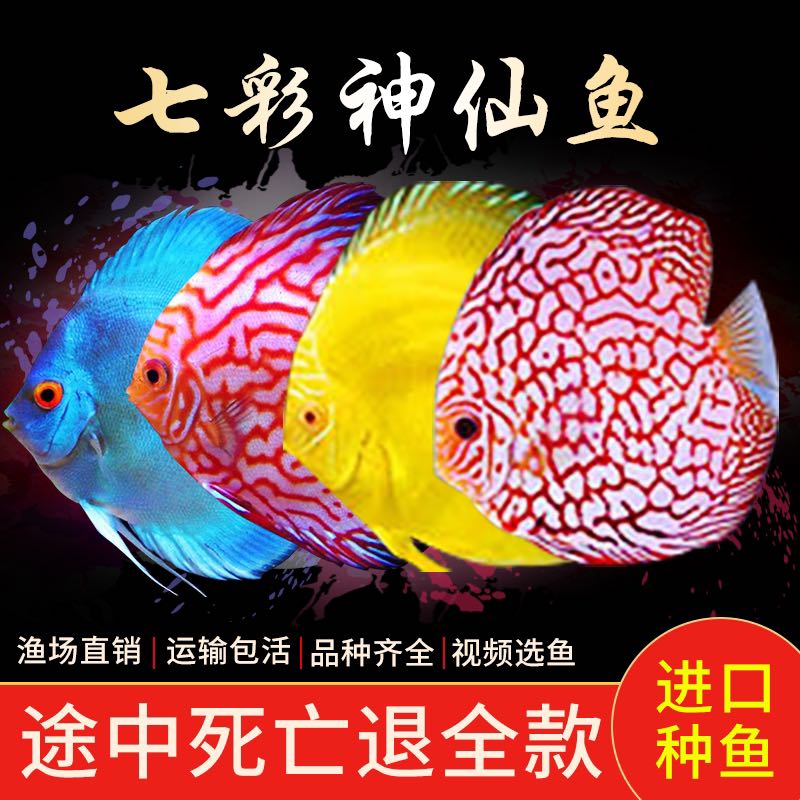 【进口种鱼】七彩神仙鱼精品热带观赏鱼7彩燕鱼苗活体中小型好养