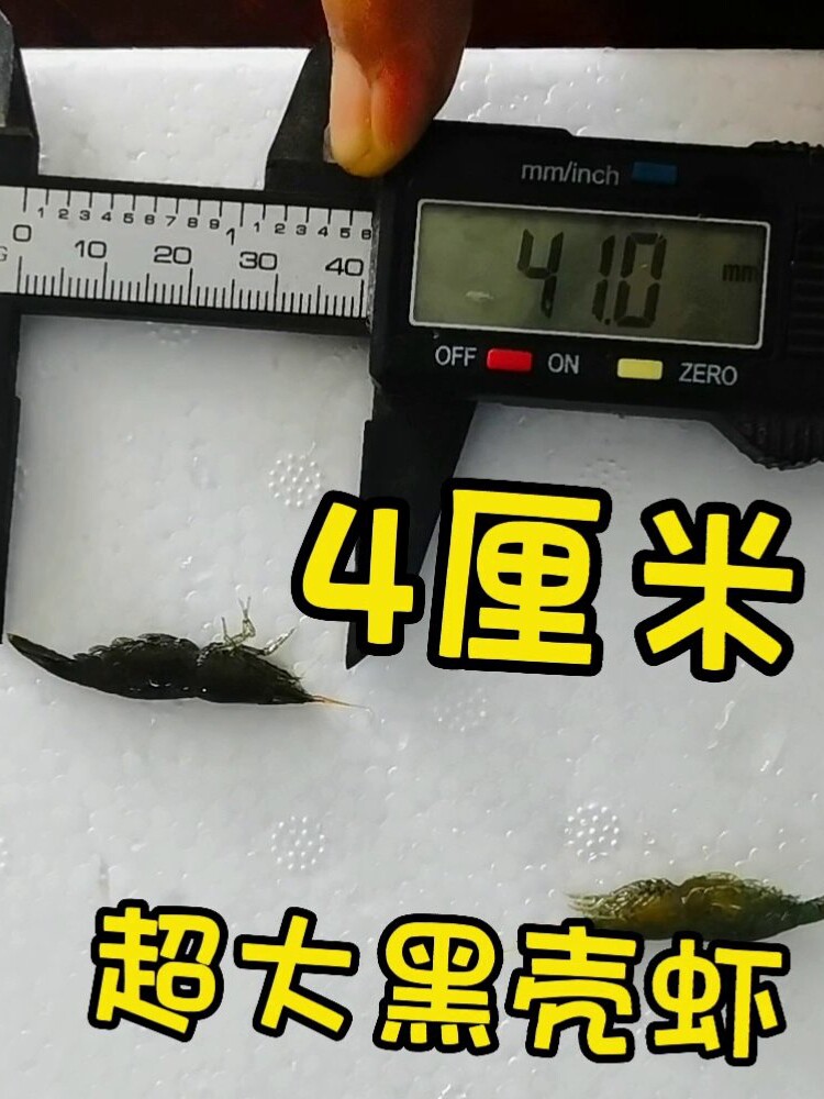 黑壳虾 水草除藻虾 顺丰包邮 黄金蚬 观赏虾 乌龟雷龙原生鱼饲料