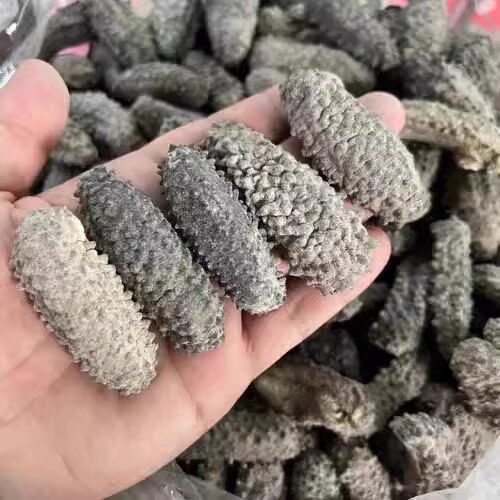 墨西哥腰参美国腰参肥仔参厚肉古巴参墨西哥刺参淡干海参南美海参