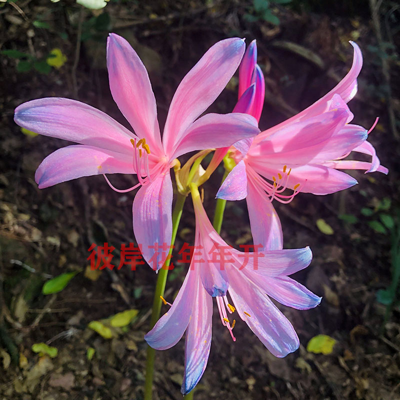 换锦石蒜 粉蓝色彼岸花  曼珠沙华盆栽地栽南北都可以种植图片
