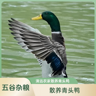 正宗农家散养200天小青头鸭杂粮土鸭整只新鲜现杀水鸭绿头野鸭子