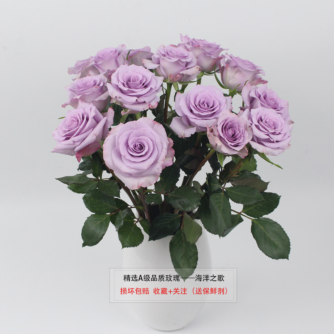 云南a级经典淡紫色玫瑰海洋之歌 海洋之谜 小花苞 开放度好