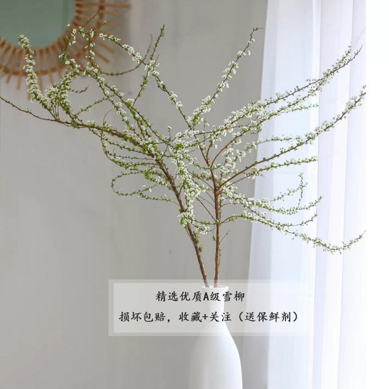 精选A级雪柳花鲜切花 喷雪花 垂感枝条带花苞发货 家居鲜花优选