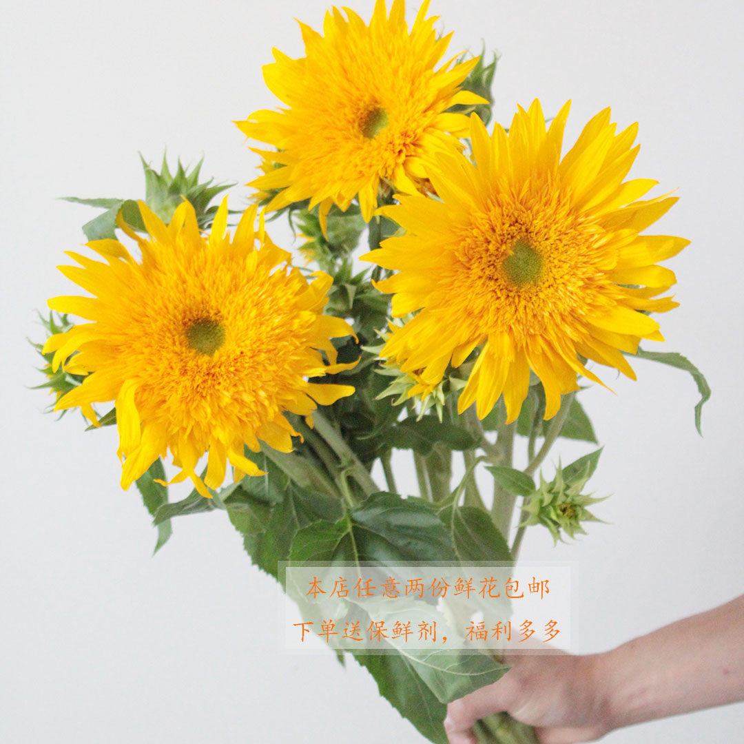 昆明基地重瓣多头向日葵泰迪向日葵鲜切花家居插花父亲节花束礼物