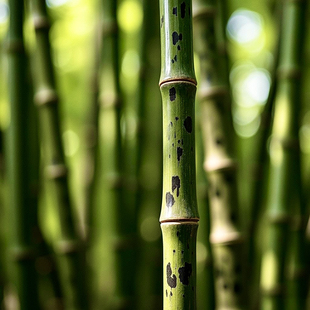 湘妃竹苗斑竹苗各庭院竹子苗植风景观赏室外家养南客厅办公室书房