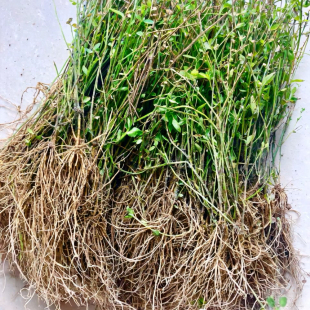 顺丰半枝莲新鲜四方草苗干货磨粉白花蛇舌草消斑汤健肾汤利肺汤