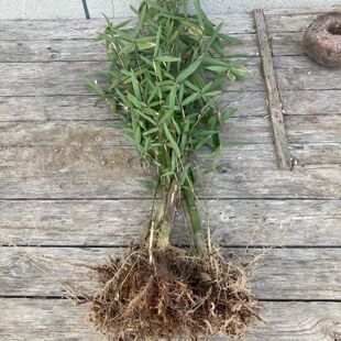 实心龙血金丝玉竹苗红心高密度天然高端文玩名贵精品观赏真活竹子
