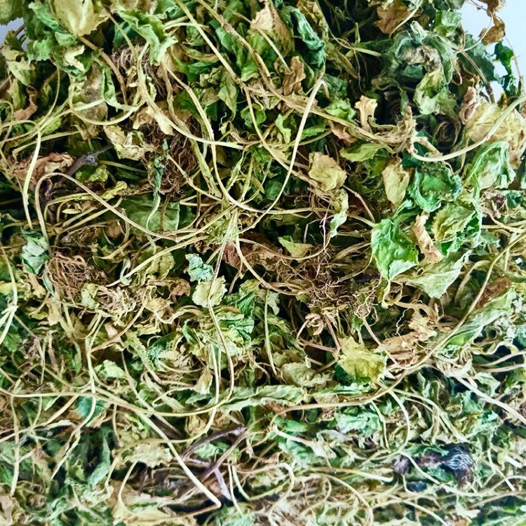 顺丰七星莲新鲜干品磨粉苗种地白草抽脓拔秋浓白地黄瓜香匍伏堇