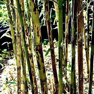 筠竹苗梅妃竹花竹梅花斑竹花皮淡竹二号湘妃竹云竹文玩景观赏食用