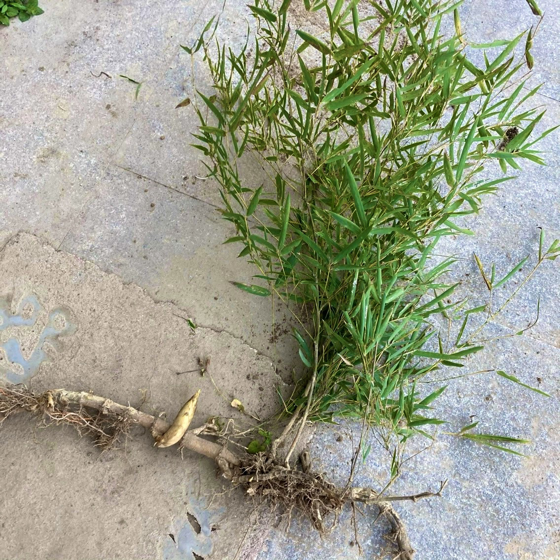 毛竹苗带土根幼小苗毛吃笋食用冬笋苗黄泥拱笋大型号浙江毛竹树苗