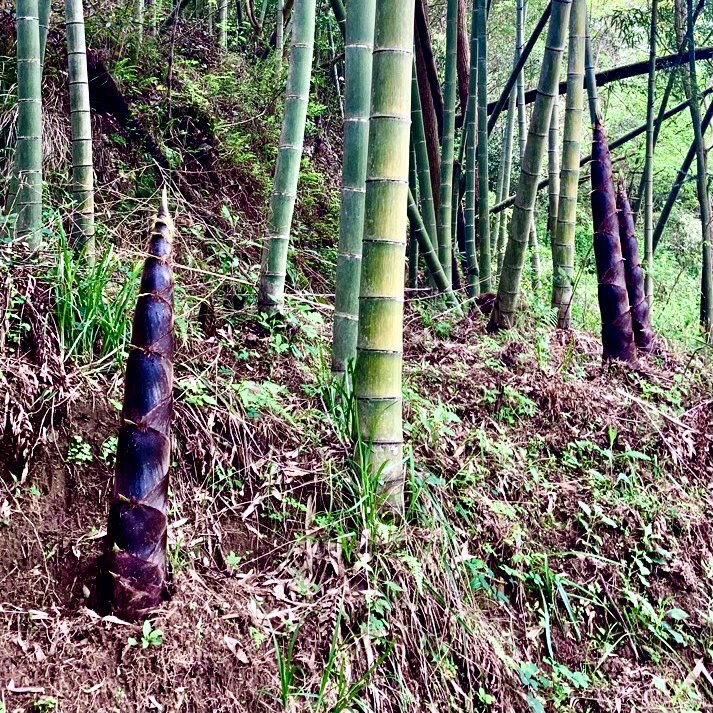 楠竹子苗带土毛竹浙江南竹家庭末日生存食品蓝竹吃笋食用冬笋兰竹