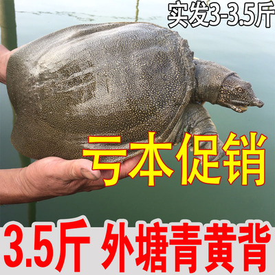 中华活体老鳖放养海鲜水产大甲鱼