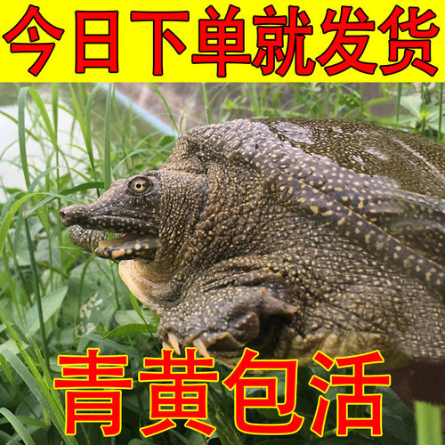 外塘甲鱼海鲜水产大甲鱼黄油