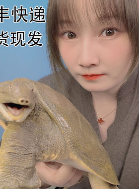 外塘大甲鱼活体包邮中华王八青黄