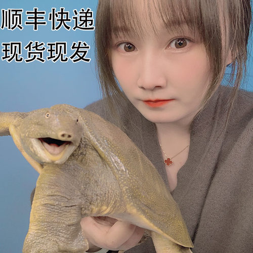 外塘大甲鱼活体包邮中华王八青黄