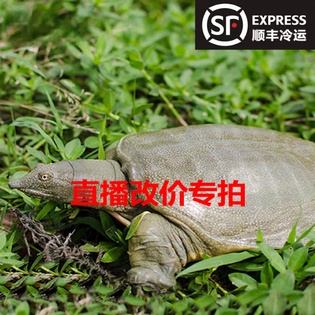 直播改价专拍【外塘 野养生态甲鱼】,水产肉类/新鲜蔬果/熟食,甲鱼,淘宝优惠券,粉丝福利购,淘宝优惠卷