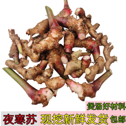 祛风散寒煲汤好食材夜寒苏野姜