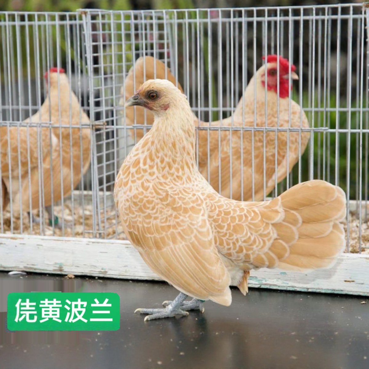 黄波兰鸡种蛋塞布莱特宠物鸡进口波兰观赏鸡受精蛋包对版一代进口