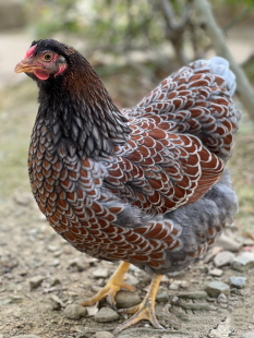 鱼鳞鸡种蛋紫怀特观赏鸡种蛋宠物鸡受精卵鸡苗活体鸡进口观赏鸡