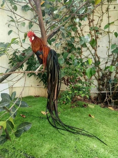 长尾鸡观赏鸡活体纯种长尾鸡种蛋一枚装可孵化受精蛋包受精率