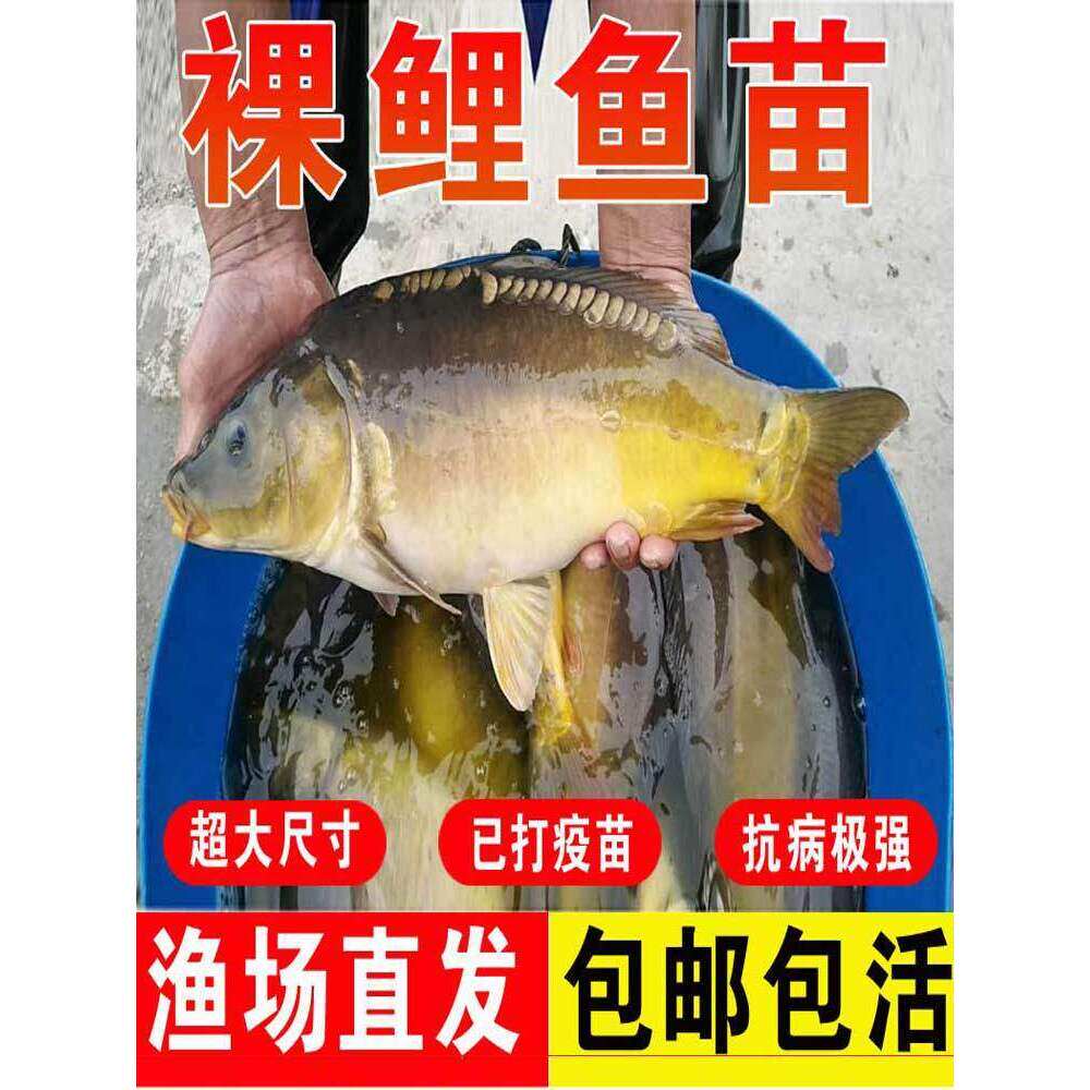 裸鲤鱼苗淡水培殖三道鳞食用德国镜鲤冷水无磷无甲大型裸斑裸鲤苗